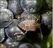  ?? (Photo Romain Garrouste) ?? Le Dr Romain Garrouste a pris cette photo en septembre dans le Var sur une grappe de raisin.