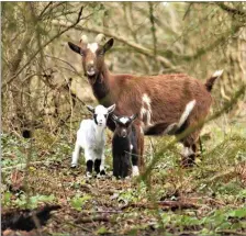  ??  ?? The nanny goat with her kids as featured on the front page.