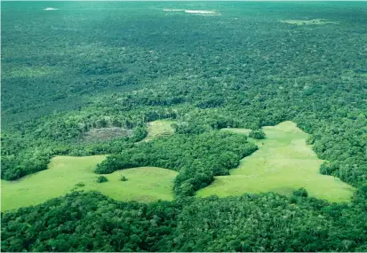  ?? FOTO CORTESÍA ?? Desde la salida de las Farc en algunas zonas aumentó la deforestac­ión, como en Caquetá, dicen desde la Fundación Natura. Con la plataforma se busca reducir la tala.