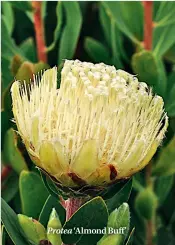  ??  ?? Protea ‘Almond Buff’