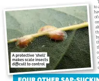  ??  ?? A protective 'shell' makes scale insects difficult to control