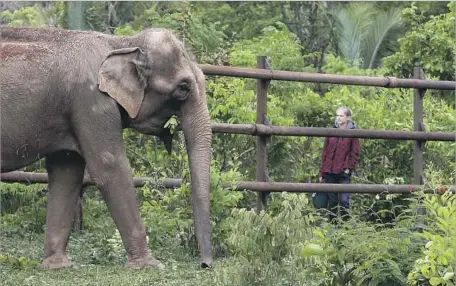  ?? Eraldo Peres Associated Press ?? ASIAN ELEPHANT Guida explores the elephant sanctuary in Chapada dos Guimaraes in western Brazil where she lives with a second elephant, Maia. The two, along with possibly dozens more elephants in the future, will spend the rest of their lives in the...