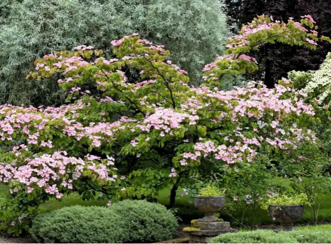  ??  ?? ‘Miss Satomi’ has a wide spreading habit, making it a standout tree against the grey-green leaves of the weeping silver pear, Pyrus salicifoli­a ‘Pendula’.