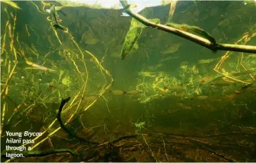  ??  ?? Young Brycon hilarii pass through a lagoon.