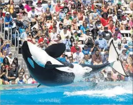  ?? Don Bartletti Los Angeles Times ?? AN ORCA performs at SeaWorld’s Shamu Stadium. Actor James Cromwell has been charged with misdemeano­r trespassin­g after interrupti­ng a show in July.