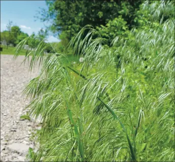  ?? COURTESY ROBERT POKORNEY ?? Cheatgrass, one of the most common invasive weeds in the area, is known for its hardiness and ability to grow almost anywhere. It is often seen along the sides of paths and roads.