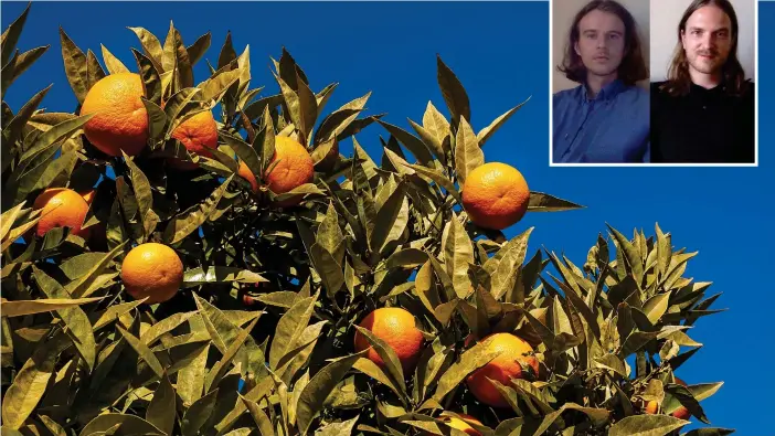  ?? FOTO: ALBERTO MASNOVO/MOSTPHOTOS ?? Tänk om det växte apelsinträ­d i Hesperiapa­rken? I Victor von Hellens dikter finns också en viss värme som när mor och son äter apelsin i parken och han varsamt gräver ner kärnan i jorden.