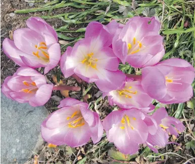  ??  ?? Colchicum flowers appear beginning in late summer. The blooms, like these classic ‘The Giant’ flowers, are large. The corms they grow from are also large.