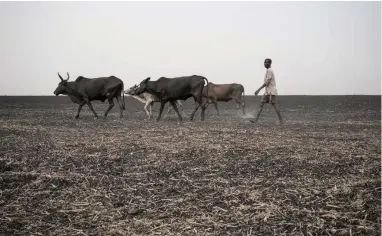  ?? PICTURE: MACKENZIE KNOWLES-COURSIN/UNICEF VIA AP ?? DESPERATE: A young man walks his cattle across parched and burned former farmland on the outskirts of Aweil in South Sudan. On World Water Day yesterday, more than 5 million people in the country lacked access to safe, clean water, compoundin­g the...