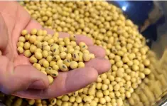  ??  ?? Cutting the soy ration for hogs from the typical 20 per cent to 12 per cent would equate to a demand reduction of up to 27 million tonnes of soybeans per year – an amount equal to 82 per cent of Chinese soy imports from the United States last year. – Reuters photo