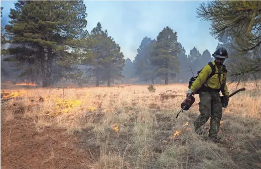  ?? PHOTOS BY MARK HENLE/THE REPUBLIC ?? Matt Ortiz uses a drip torch to ignite the Howard prescribed burn on April 3 near Flagstaff.