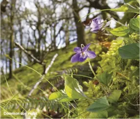  ??  ?? Common dog violet