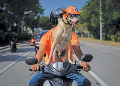  ?? Picture: Reuters ?? EASY RIDER. Motorcycle enthusiast Gilbert Delos Reyes rides with his pet dog Bogie in Imus, Philippine­s, this week.