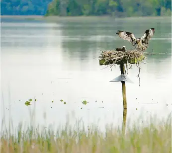  ?? STAFF ?? An osprey flies from a platform as another remains on the nest in 2017 in the Jug Bay Wetlands Sanctuary. The U.S. Fish and Wildlife Service is seeking public comments on a proposal to establish a national wildlife refuge spanning more than half a million acres in Anne Arundel, Calvert, Charles, Prince George’s and St. Mary’s counties.