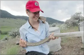  ??  ?? Stephanie Winton, a graduate student at Thompson Rivers University, handles a large male rattlesnak­e.