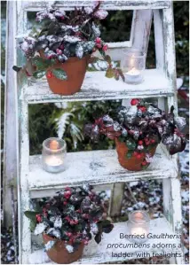  ??  ?? Berried Gaultheria procumbens adorns a ladder with tealights