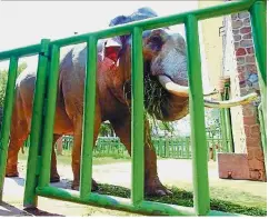  ?? — China Daily/Asia News Network ?? Chow time: Babu having his lunch at Zhengzhou Zoo.