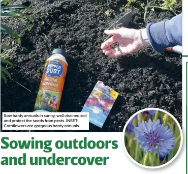  ?? ?? Sow hardy annuals in sunny, well-drained soil and protect the seeds from pests. INSET: Cornflower­s are gorgeous hardy annuals.