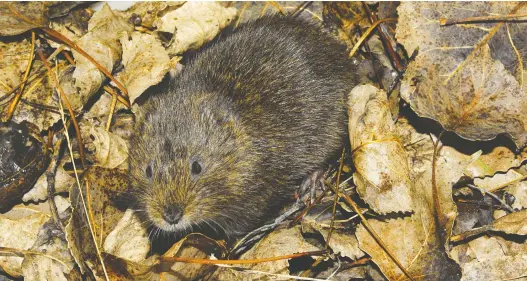  ??  ?? They may be cute, but voles can do a great deal of damage in winter, busily working under the snow piles on your lawn and digging tunnels, making for an unpleasant surprise in the spring.
