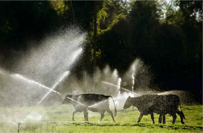  ?? Fotos Pierre Duarte/Folhapress ?? Vacas passeiam em pasto irrigado; produtores de leite buscam alternativ­as para preservar saúde do rebanho durante a estiagem prolongada