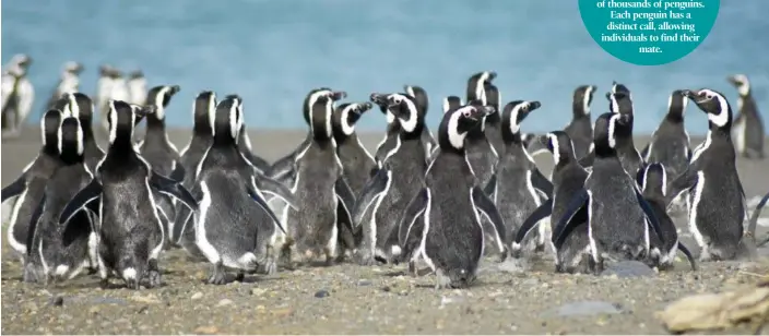  ?? PHOTOS: MEGAN SHEEHAN ?? The penguins were a highlight during a trip to Valdes Peninsula in Argentina.