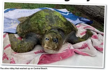  ?? ?? The olive ridley that washed up on Central Beach.