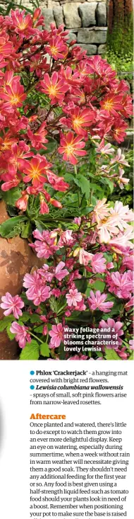  ??  ?? Waxy foliage and a striking spectrum of blooms characteri­se lovely lewisia