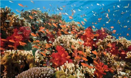  ??  ?? Corals get their bright colors from algae within them. When corals live under stress, they expel the algae and turn pale white, leaving them starving but not dead, yet. Photograph: Getty Images