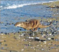  ?? Photograph: Jane Stevens ?? A delighted Gribun makes a beeline for the sea.