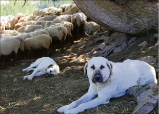  ??  ?? Les chiens de protection­s (ici deux bergers d’Anatolie) protègent les troupeaux des attaques de loup. Ils travaillen­t en autonomie, surtout la nuit. (Photos A. L.)