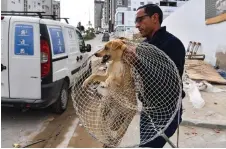  ?? — AFP photos ?? An employee from the town hall of Tunis carries a stray dog caught in a net in the suburban El-Menzah 9 area of the Tunisian capital before transporti­ng the animal to the Belvedere sterilisat­ion centre.