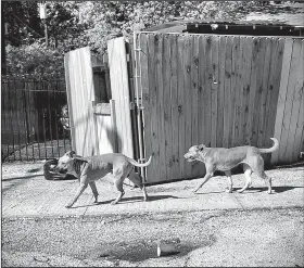  ?? Tribune News Service/CHRIS LAFORTUNE ?? Stray dogs trot past apartments on Cleveland Street near Martin Luther King Boulevard in south Dallas. The viciousnes­s of some has spread fear through the area.