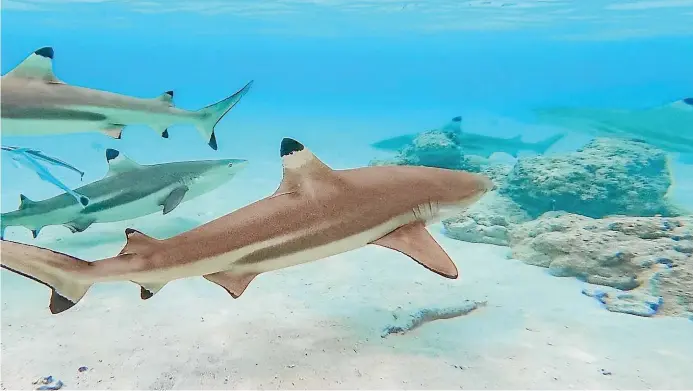  ?? PHOTOS: BROOK SABIN/STUFF ?? Many different types of sharks are found in French Polynesia, including black tip reef sharks as seen here.