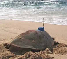  ??  ?? A turtle on the UAE coast. The red list includes 101 plants, 49 birds, nine marine species, 32 terrestria­l mammals, 25 invertebra­tes, 26 reptiles and two amphibians