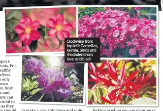  ??  ?? Clockwise from top left: Camellias, kalmia, pieris and rhododendr­ons love acidic soil