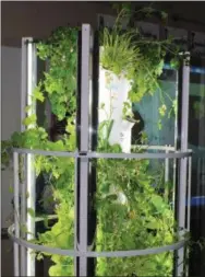  ?? DIGITAL FIRST MEDIA FILE PHOTO ?? An indoor Tower Garden at Rupert Elementary School grows a variety of vegetables including parsley, bok choy and rainbow chard lettuce.