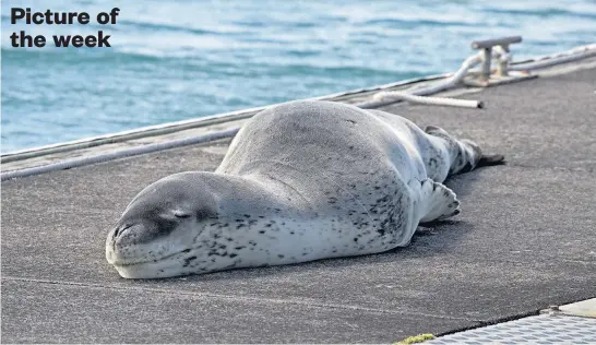  ?? Picture / Brett Phibbs ?? Owha the leopard seal, with a fishing hook lodged in its fin, lies in the sun on the refuelling pontoon at Bayswater Marina, Auckland. Owha has been staying in New Zealand since at least 2015.