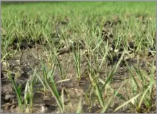  ?? ?? Wheat in anaerobic wet soil