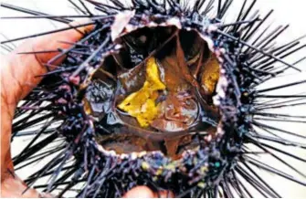  ?? ?? (Below) Sea urchin consumptio­n was once common among coastal Malays. In many parts of the world today, sea urchin is considered a delicacy. Photograph by Law Soo Phye, courtesy of Khir Johari.