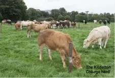  ??  ?? The Kildalton College herd