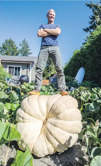  ?? DARREN STONE, TIMES COLONIST ?? Ian Robertson stands atop the giant pumpkin he grew — which he estimates is about 800 pounds — for the Giant Pumpkin Contest this weekend at the Saanich Fair.