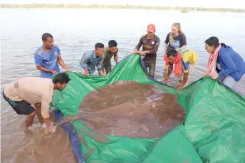  ?? AFP photo — ?? US-funded Wonders of the Mekong project shows a female giant freshwater stingray — weighing 181kg and measuring 3.96 metres in length — that was caught and released in the Mekong River in Cambodia’s Stung Treng province.