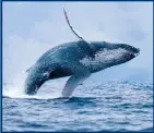  ?? ?? Some species of whales, dolphins and porpoises are sensitive to noise