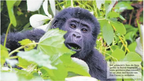  ??  ?? Ihm schmeckt’s: Dass die Berggorill­as im Bwindi-Regenwald heute geschützt leben können, ist vor allem dem Einsatz von Dian Fossey zu verdanken.