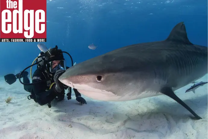  ??  ?? READY FOR ITS CLOSEUP: Getting up close with sharks in the Bahamas led director Eli Roth to create ‘Fin,’ a documentar­y about the feared predators.