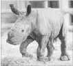  ?? KEN BOHN/ THE ASSOCIATED PRESS ?? A day-old southern white rhino calf stands on its wobbly legs at the San Diego Zoo Safari Park in Escondido, Calif.