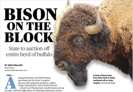  ?? [PHOTOS PROVIDED] ?? A herd of bison from Foss State Park is being auctioned off as state surplus.