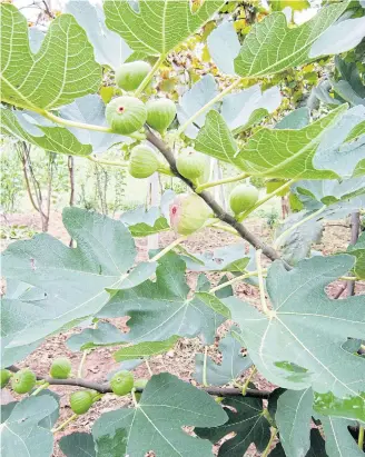  ??  ?? INDEPENDEN­T: The edible fig, ‘Ficus carica’, can bear fruit without fertilisat­ion.