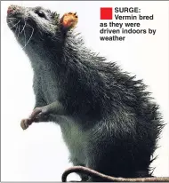  ??  ?? ®Ê SURGE: Vermin bred as they were driven indoors by weather