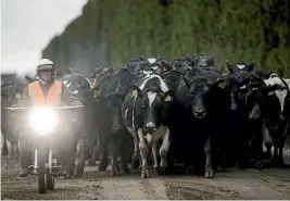  ??  ?? Gypsy Day commenced yesterday at Singletree Dairies in Mid-Canterbury with Will Grayling moving stock a few kilometres down the road. This year tensions are high due to Mycoplasma bovis infecting thousands of cattle. GEORGE HEARD/STUFF